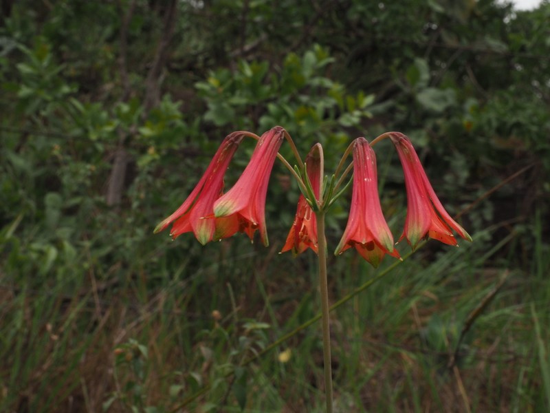 Alstroemeria stenophylla