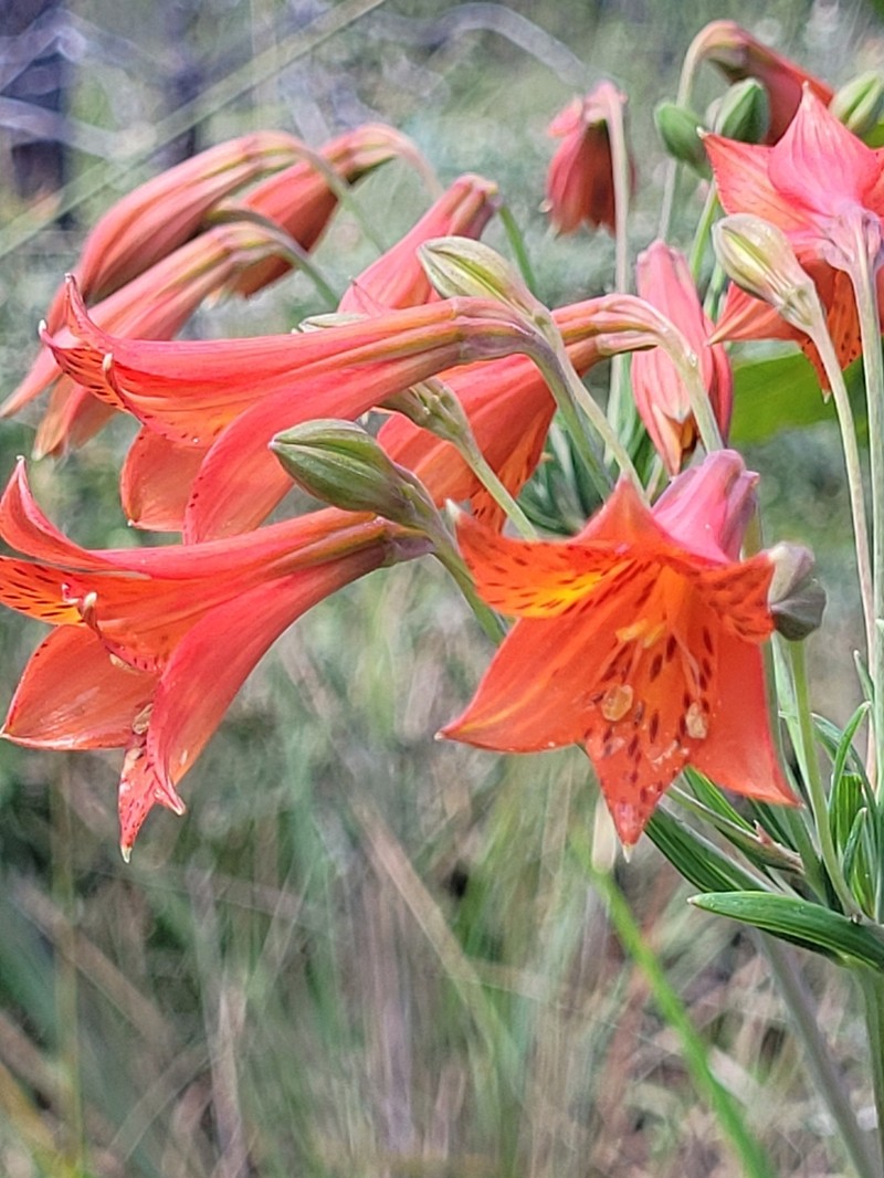 Alstroemeria stenophylla photo 2