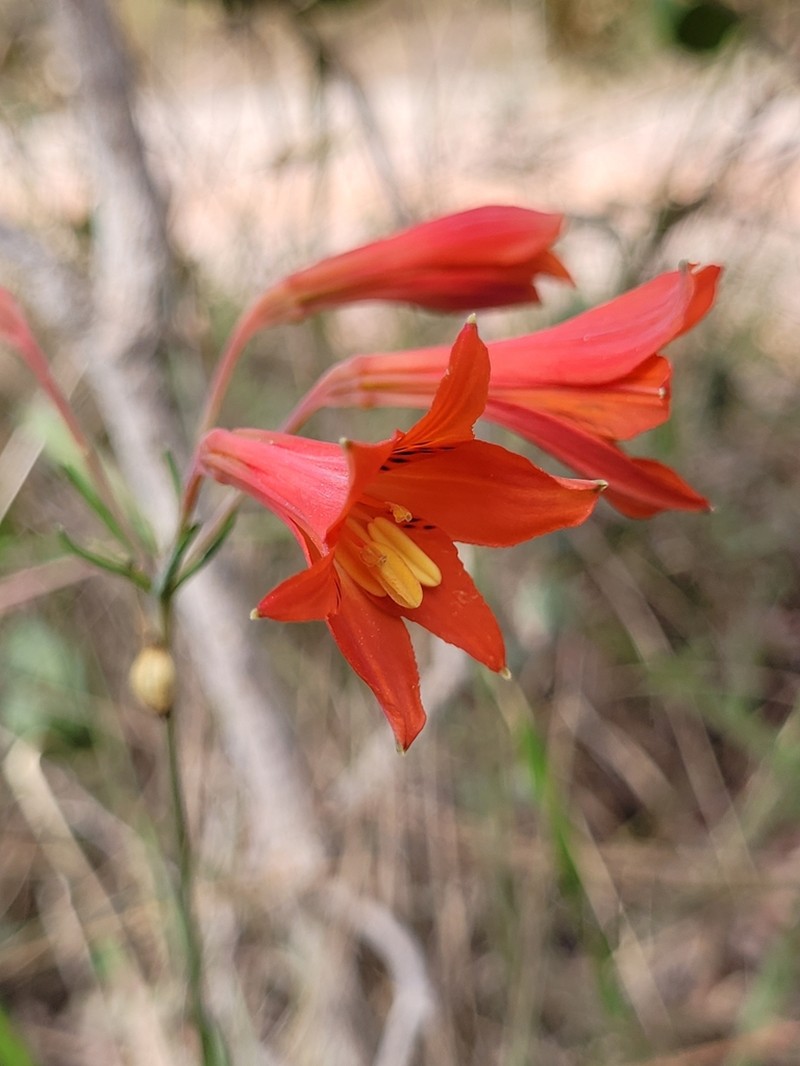 Alstroemeria stenophylla photo 3