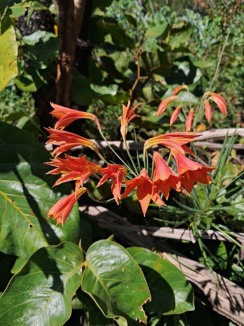 Alstroemeria stenophylla photo 4