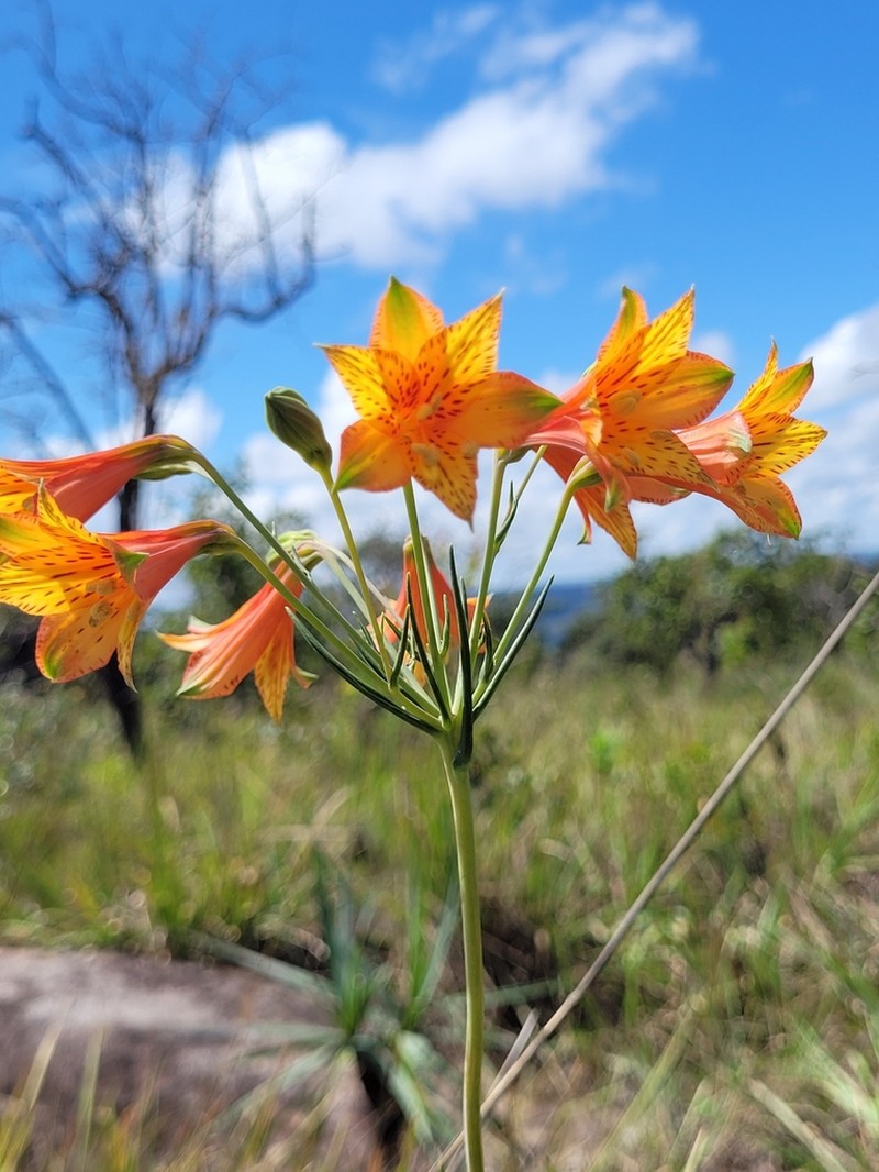 Alstroemeria stenophylla photo 5