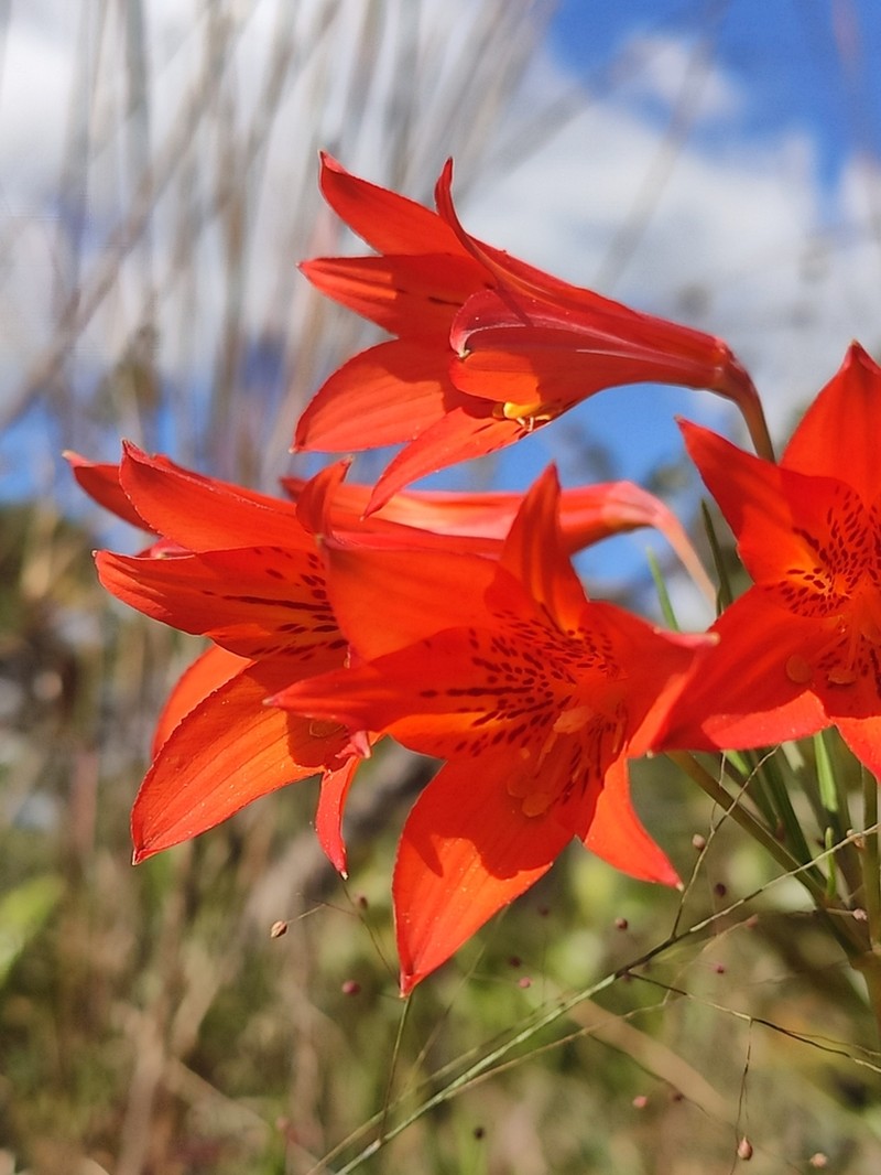 Alstroemeria stenophylla photo 6
