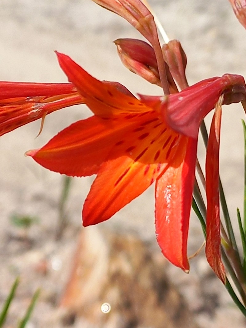 Alstroemeria stenophylla photo 7