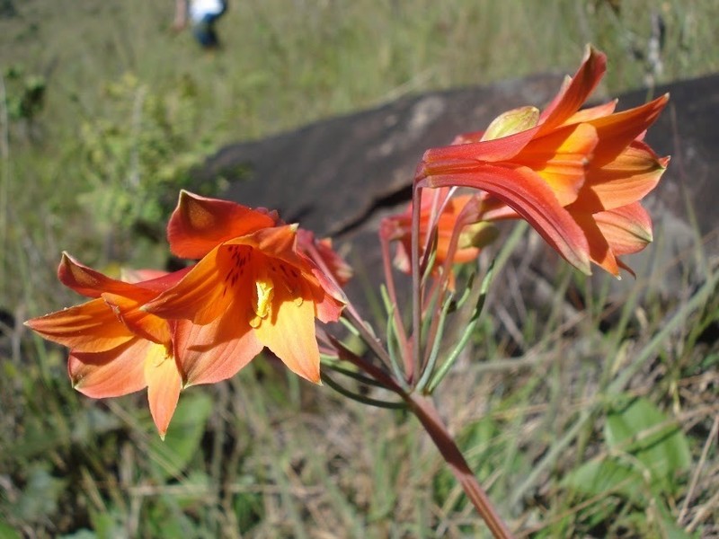 Alstroemeria stenophylla photo 8