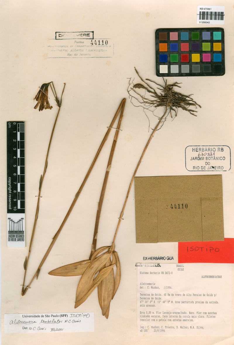 Alstroemeria tombolatoana