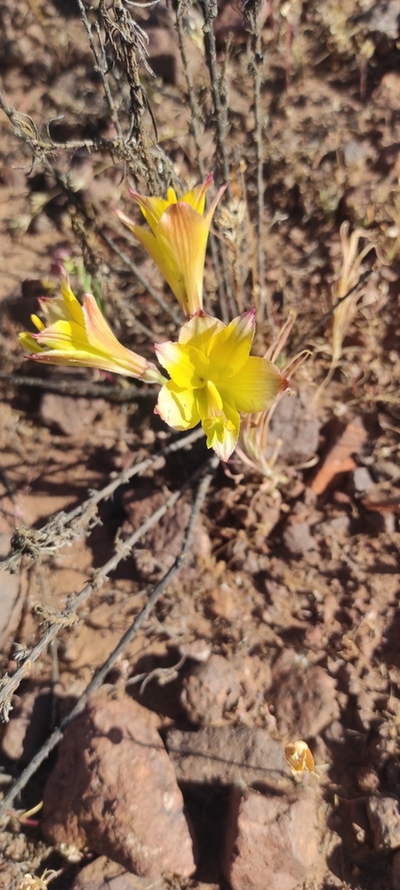 Alstroemeria traudliae photo 5