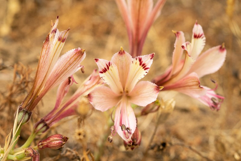 Alstroemeria traudliae photo 6