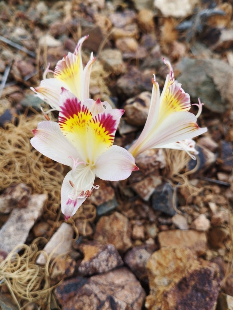 Alstroemeria traudliae photo 8