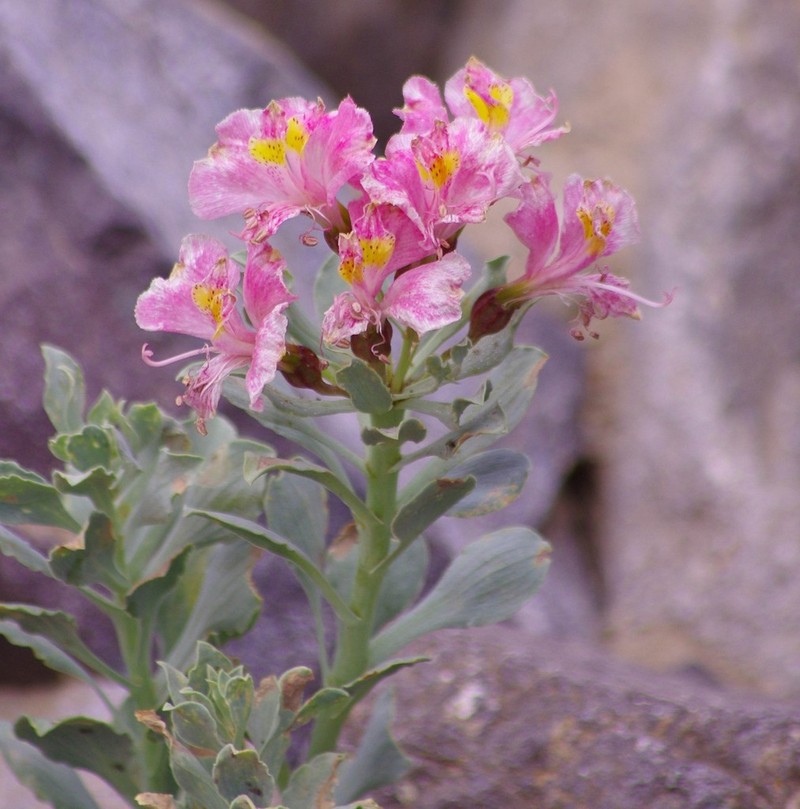 Alstroemeria umbellata photo 2