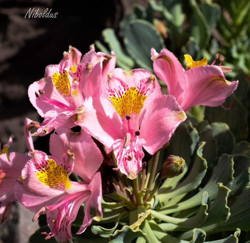 Alstroemeria umbellata photo 3