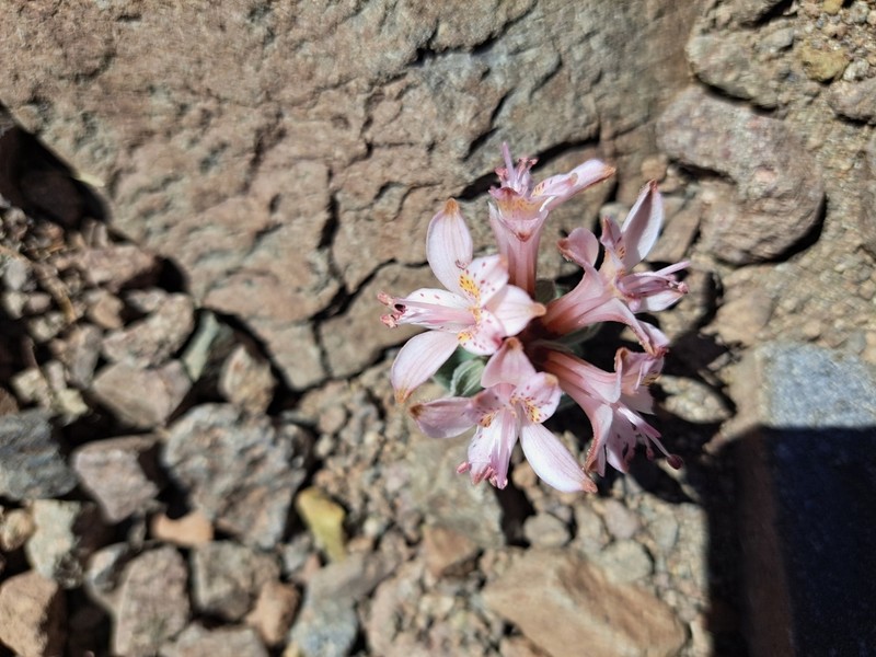 Alstroemeria umbellata photo 6