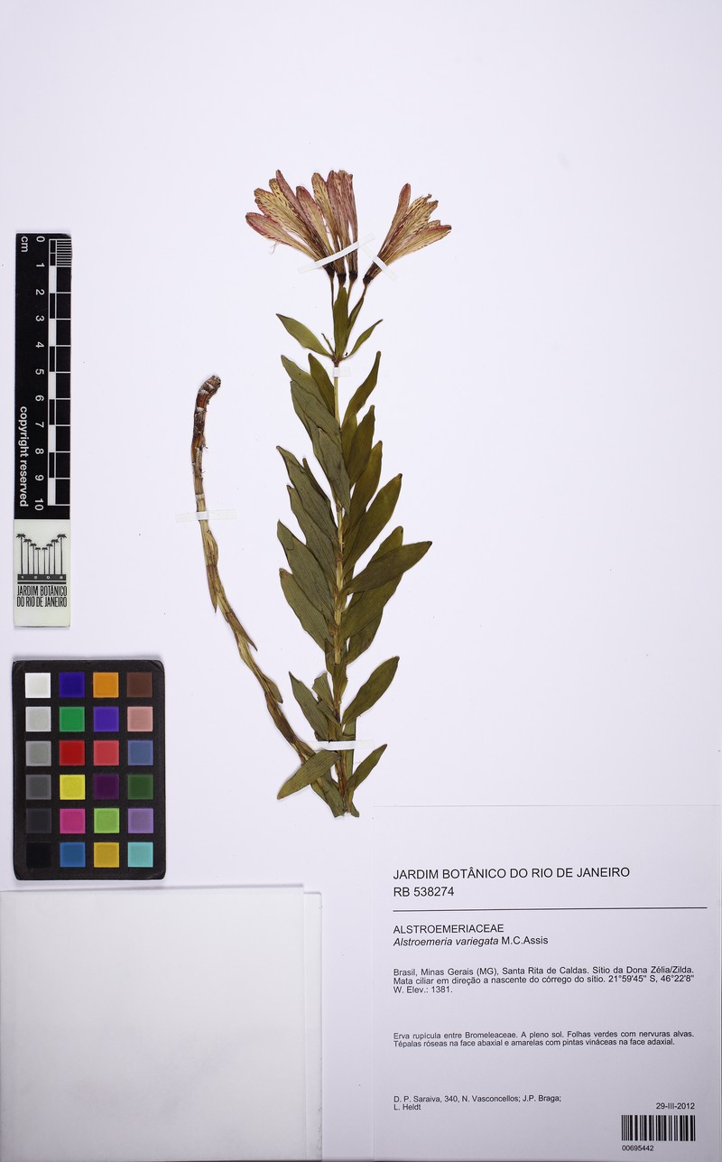 Alstroemeria variegata photo 2