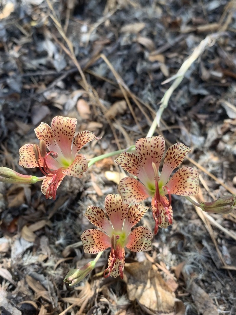 Alstroemeria versicolor photo 2