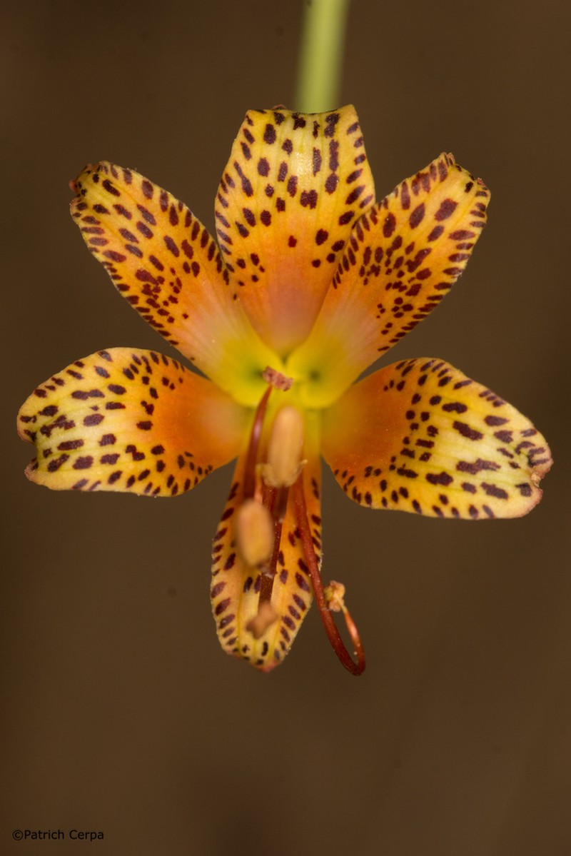 Alstroemeria versicolor photo 3