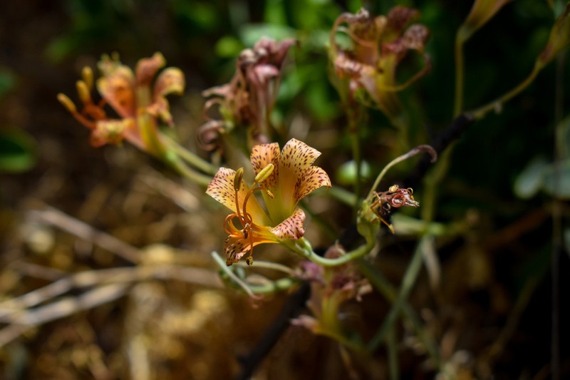 Alstroemeria versicolor photo 4
