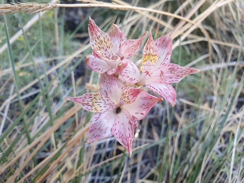 Alstroemeria versicolor photo 5