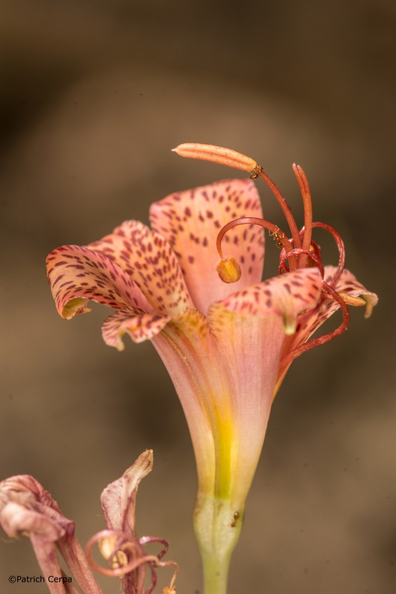 Alstroemeria versicolor photo 6