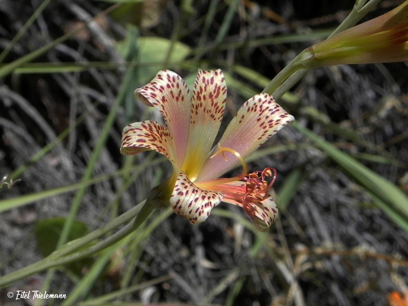 Alstroemeria versicolor photo 8
