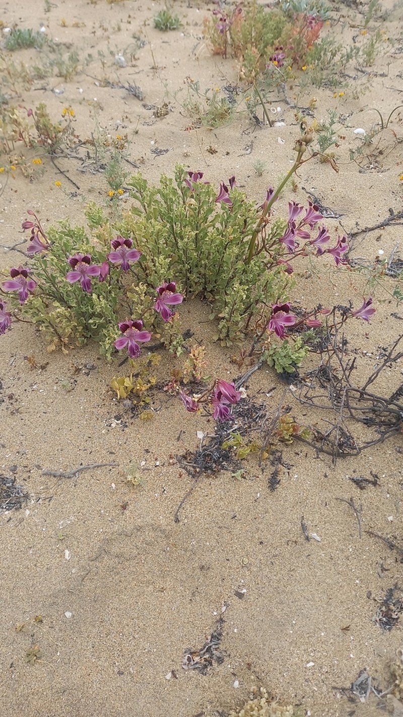Alstroemeria werdermannii