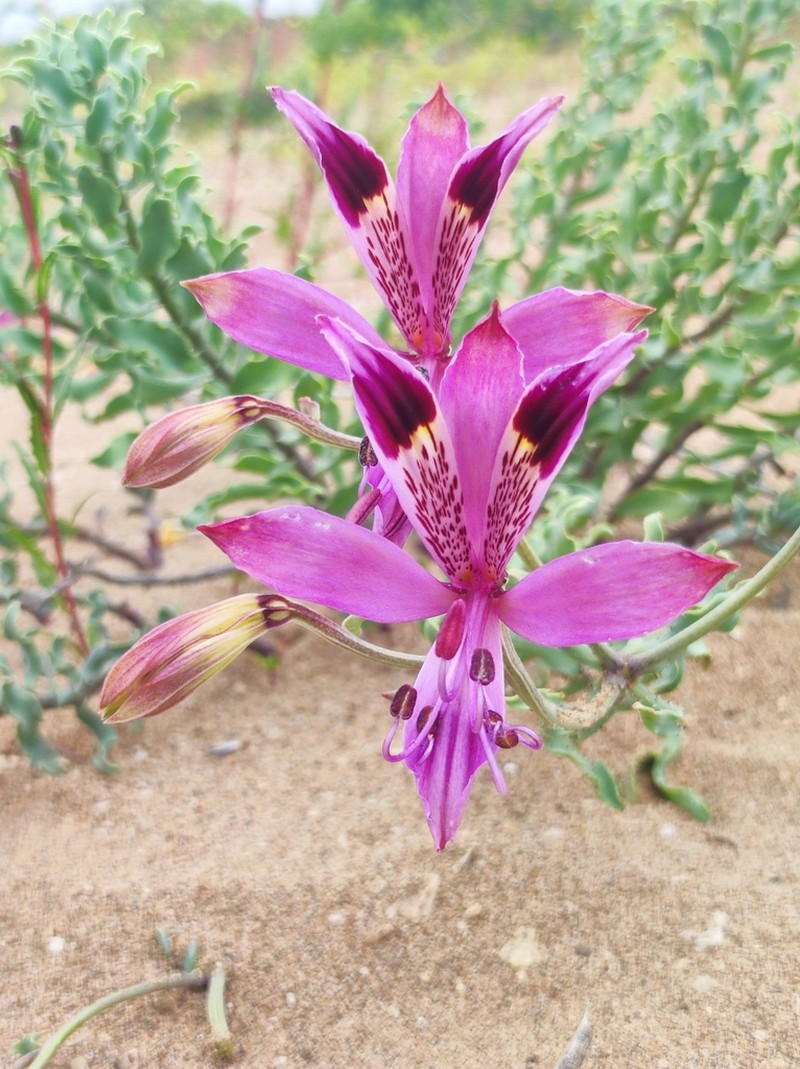 Alstroemeria werdermannii photo 5