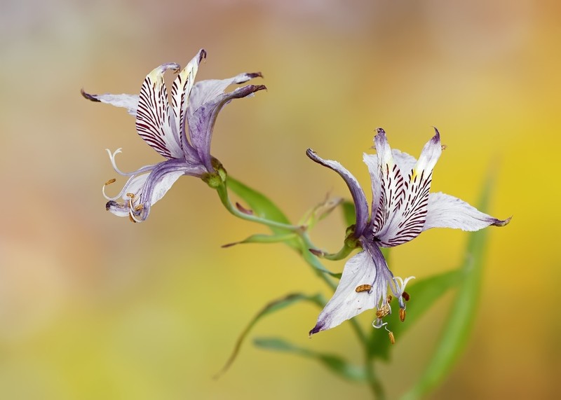 Alstroemeria zoellneri