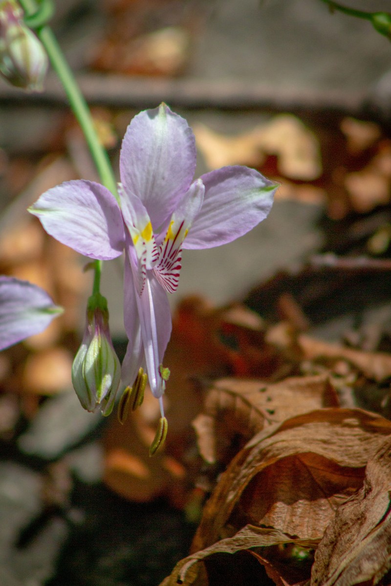 Alstroemeria zoellneri photo 2