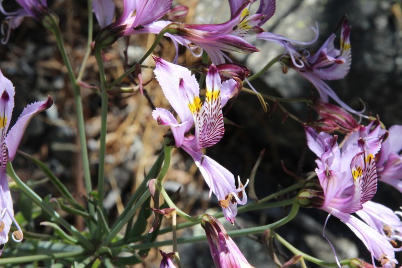Alstroemeria zoellneri photo 3