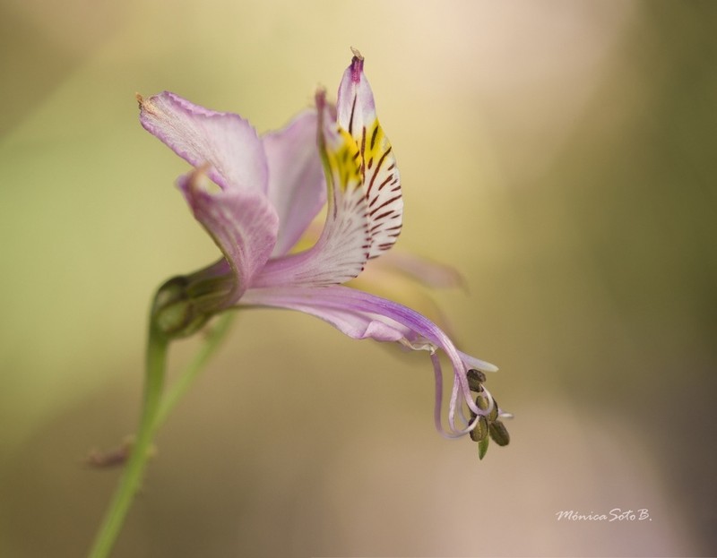 Alstroemeria zoellneri photo 4