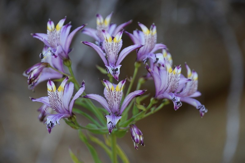 Alstroemeria zoellneri photo 5