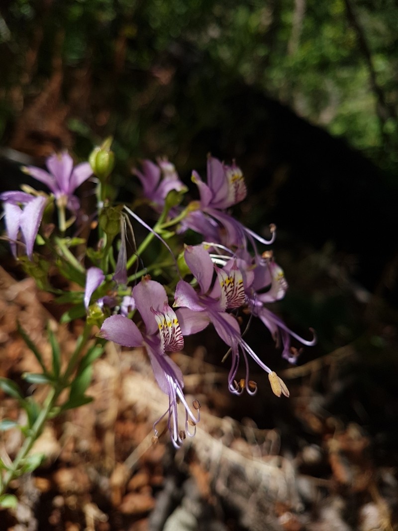 Alstroemeria zoellneri photo 6