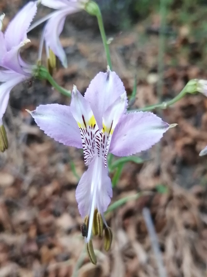Alstroemeria zoellneri photo 7