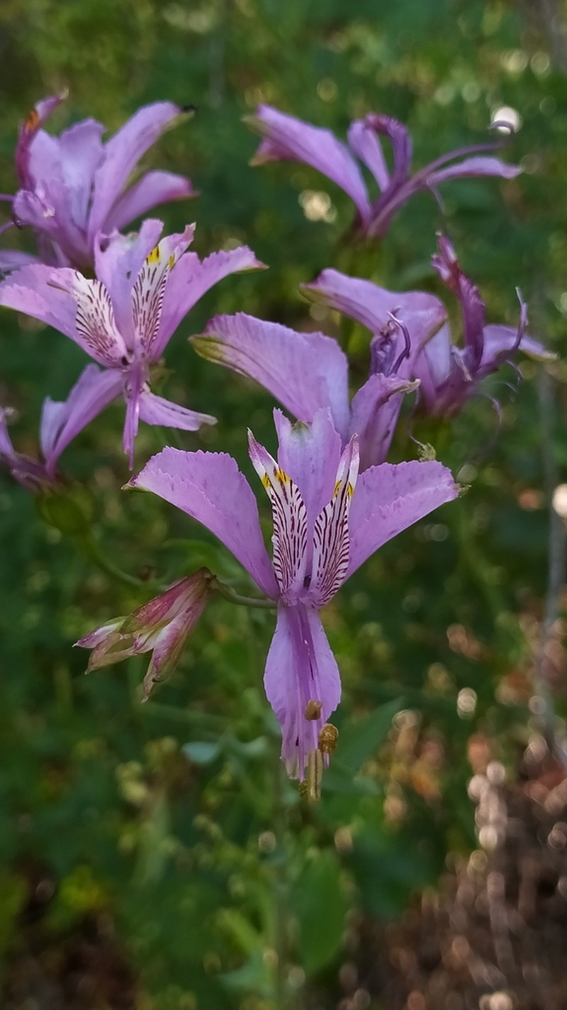 Alstroemeria zoellneri photo 8