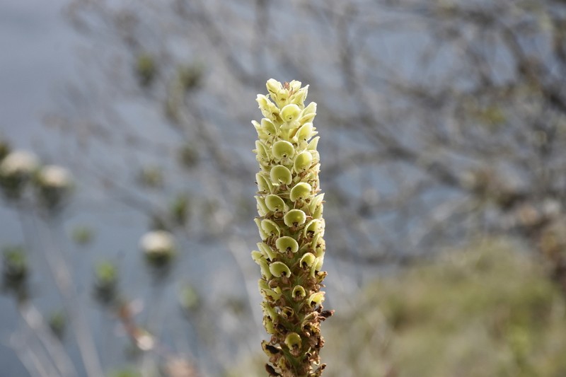 Altensteinia fimbriata