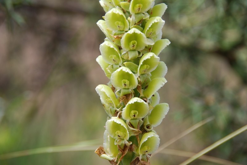 Altensteinia fimbriata photo 2