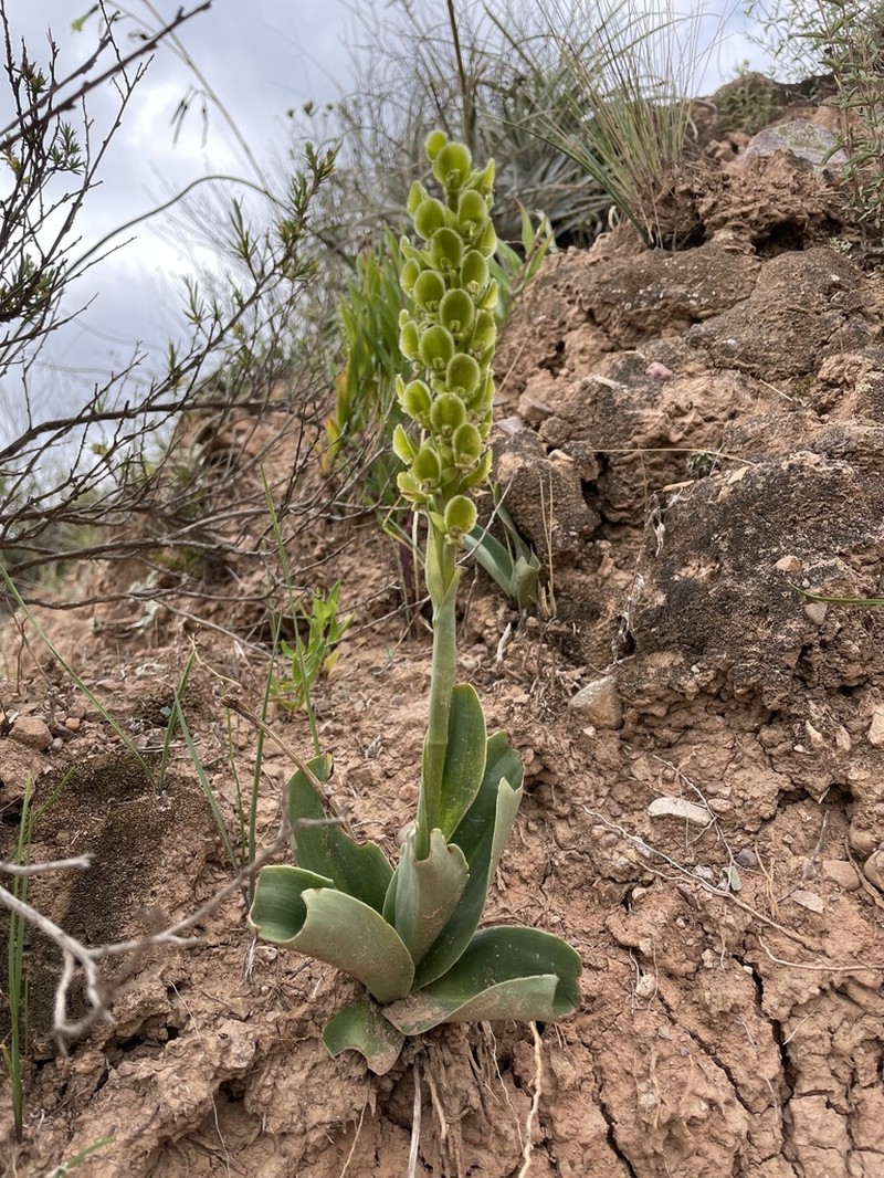 Altensteinia fimbriata photo 3