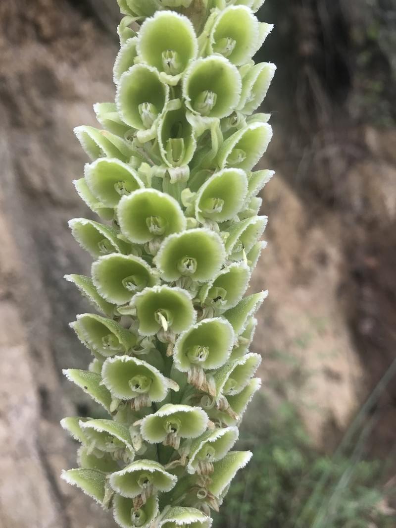 Altensteinia fimbriata photo 4