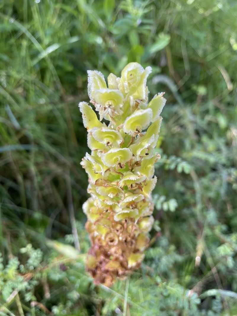Altensteinia fimbriata photo 5