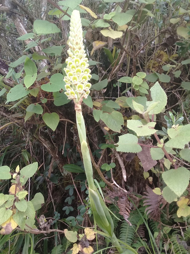 Altensteinia fimbriata photo 6