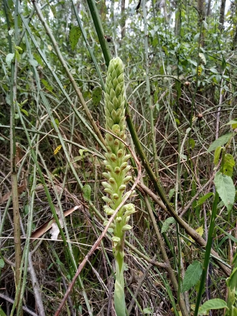 Altensteinia fimbriata photo 7