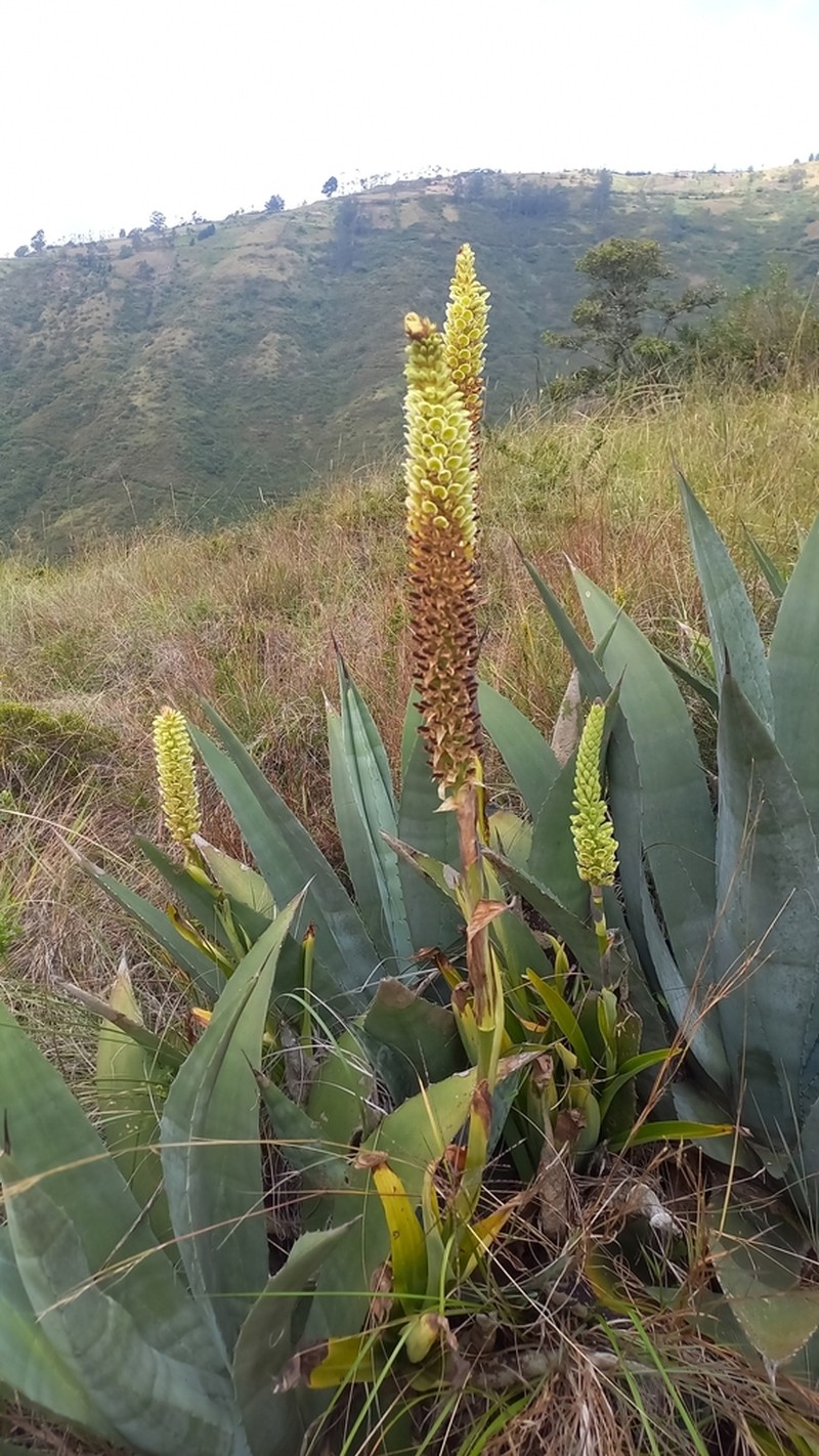 Altensteinia fimbriata photo 8