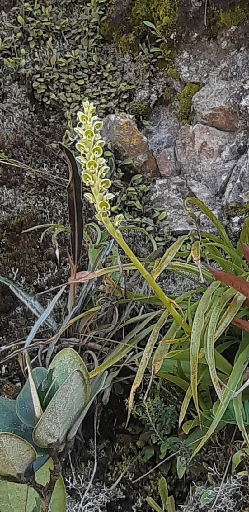 Altensteinia virescens