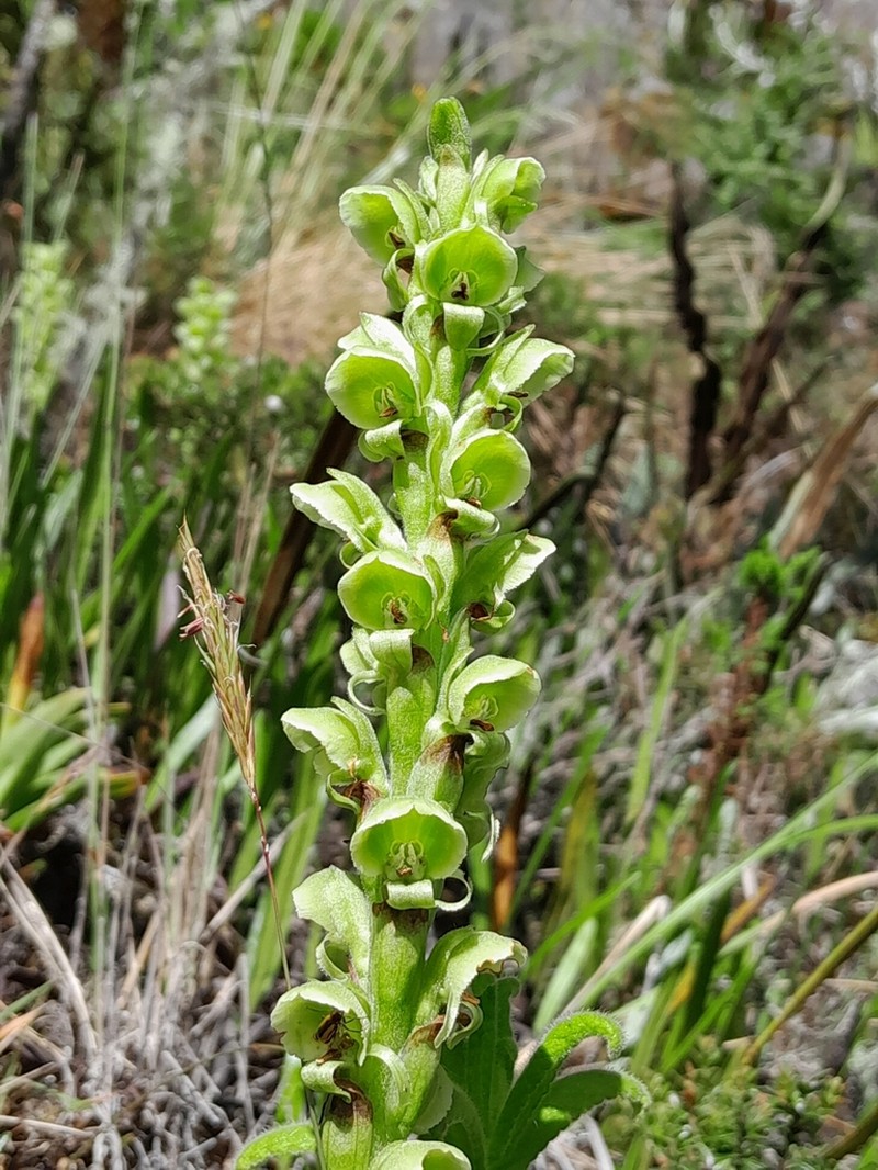 Altensteinia virescens photo 2