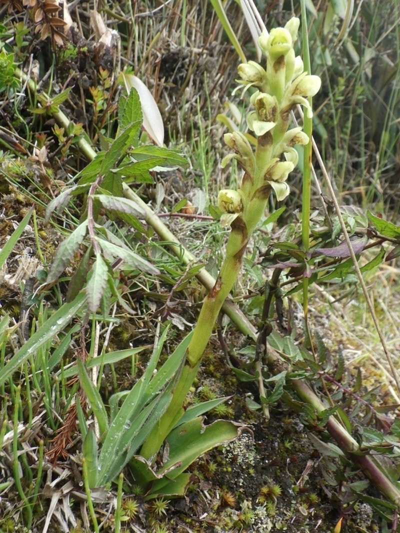 Altensteinia virescens photo 3