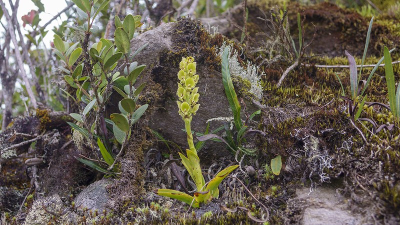 Altensteinia virescens photo 4