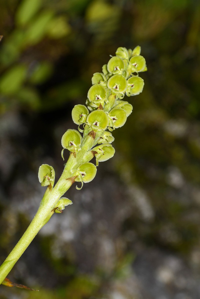 Altensteinia virescens photo 5