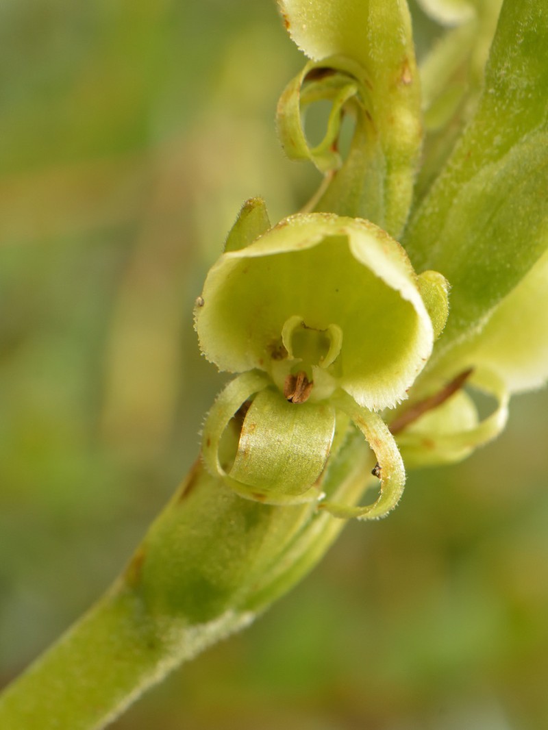 Altensteinia virescens photo 6