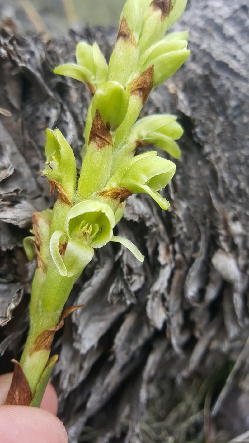 Altensteinia virescens photo 7