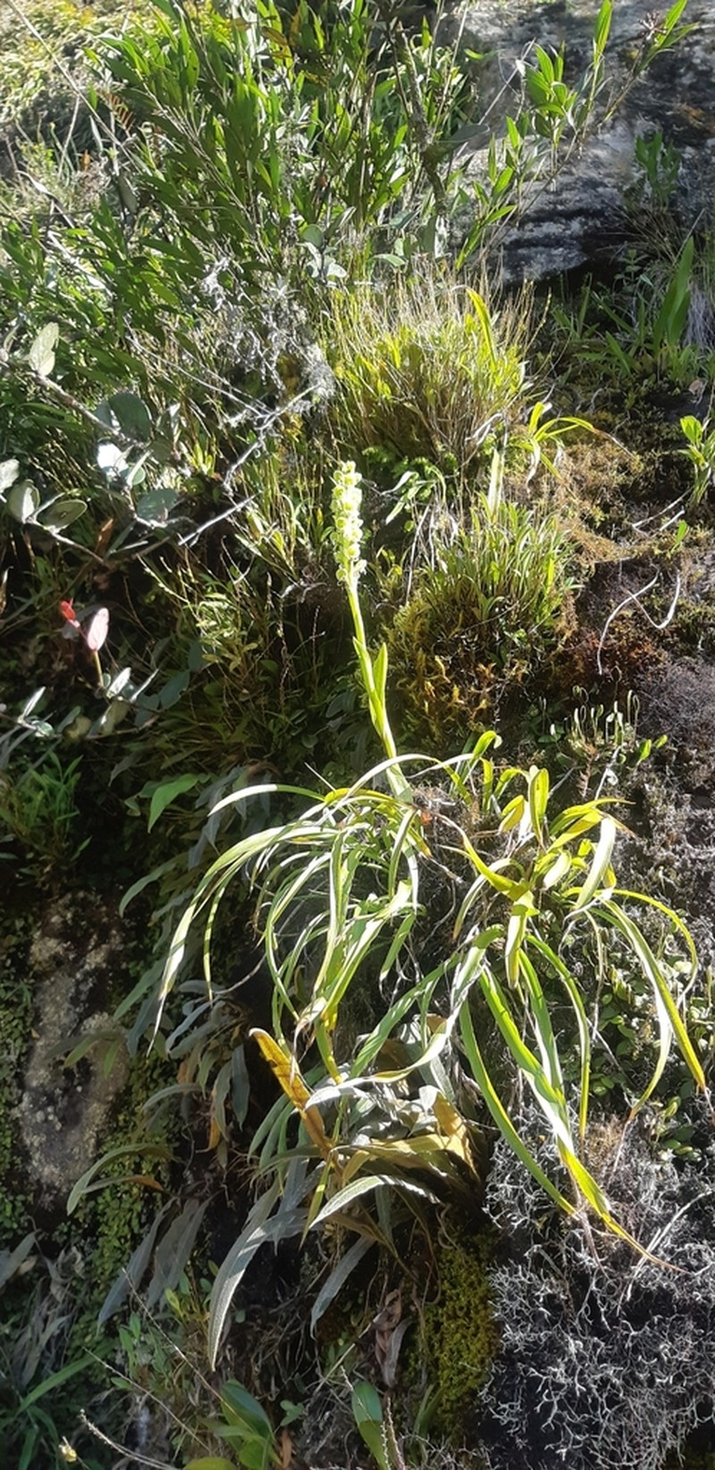 Altensteinia virescens photo 8