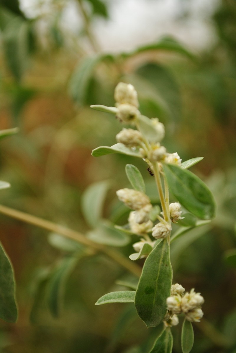 Alternanthera albida