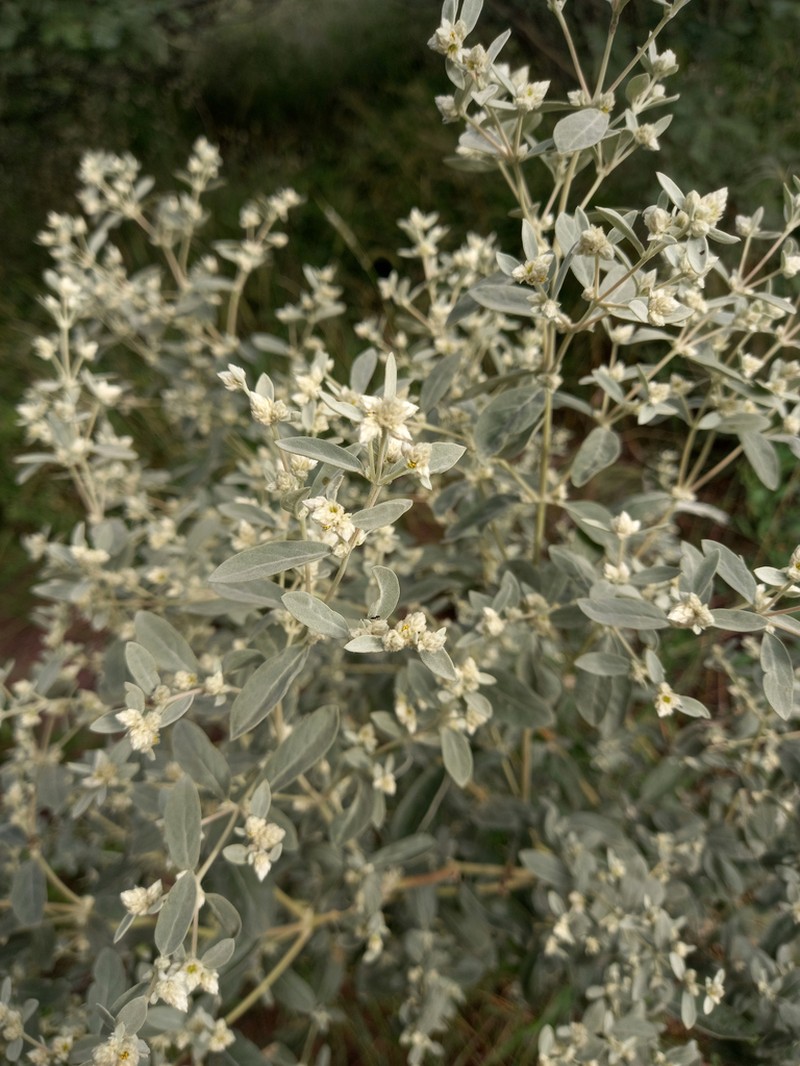 Alternanthera albida photo 2